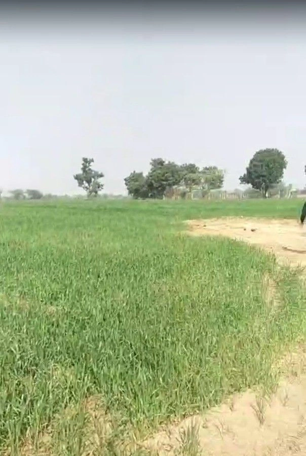 3464+CHF, Badla, Rajasthan 306126, India