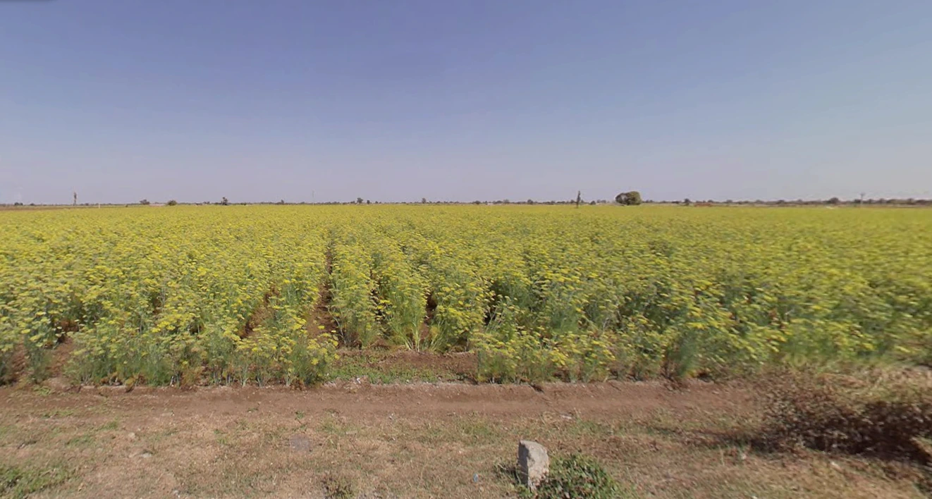 Varkhadia, Gujarat 384445, India