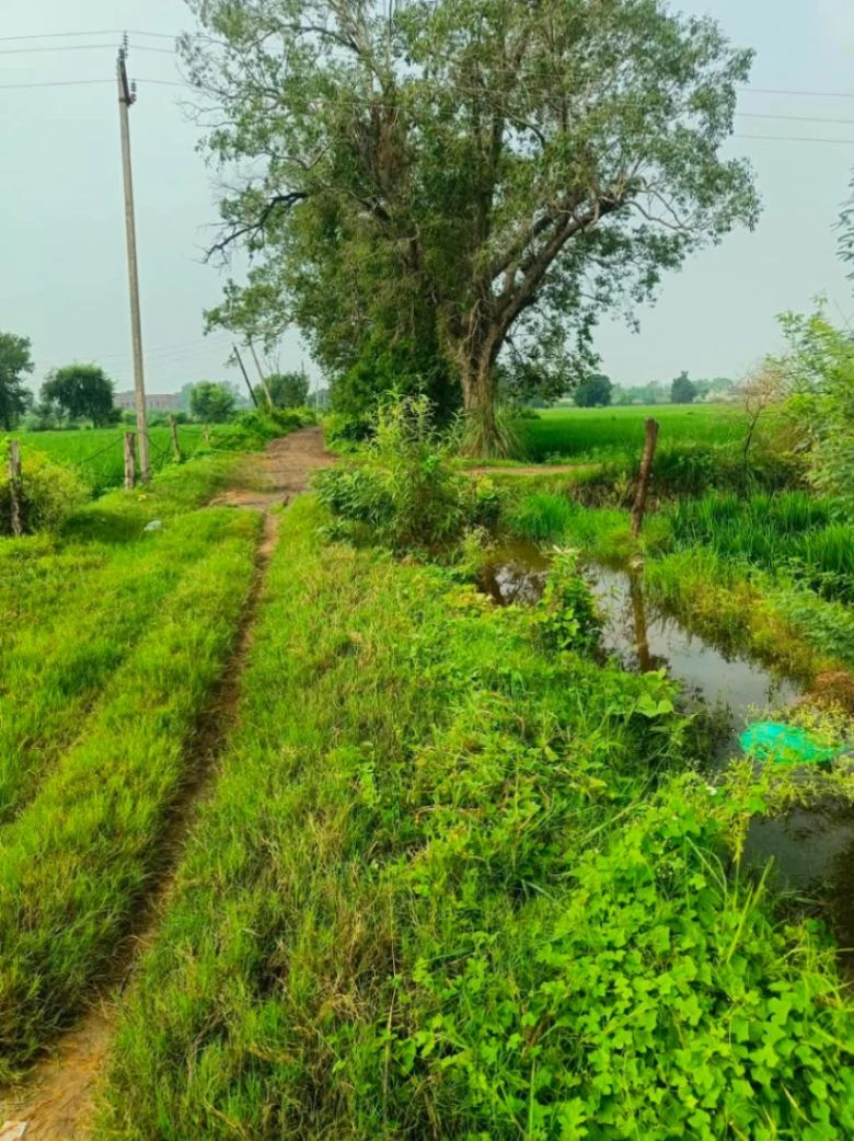 Abhaipura Banger, Mathura, Uttar Pradesh 281203, India