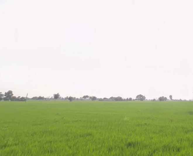 Nihal Singh Wala, Punjab 142055, India