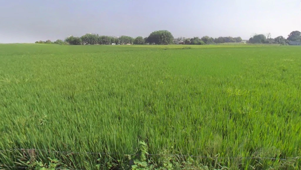 Jamgaon, Chhattisgarh 493661, India