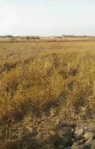 P57V+W49, Ajmer, Motalao, Rajasthan, India