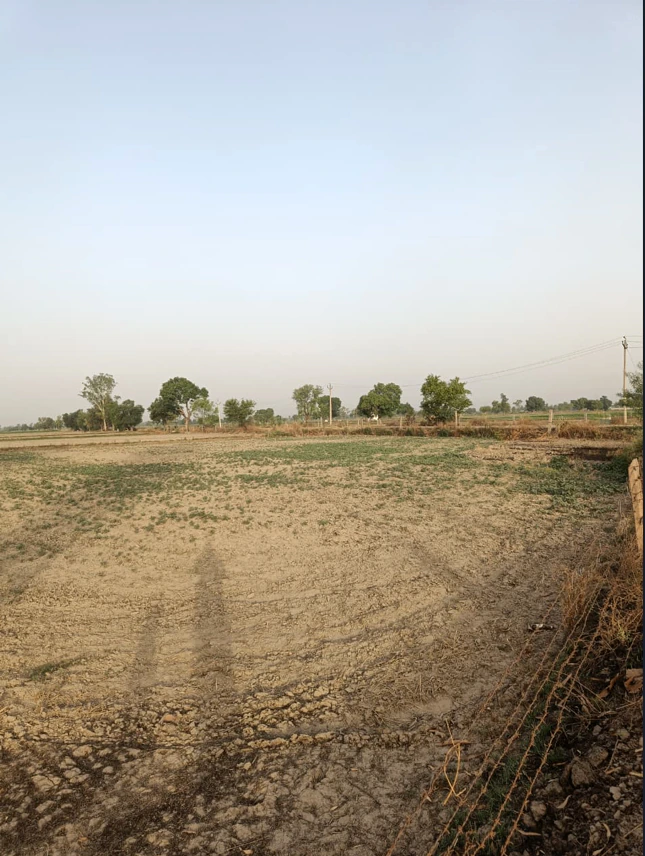 Ellenabad, Haryana 125102, India