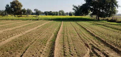 Barsana, Uttar Pradesh 281405, India preview 3