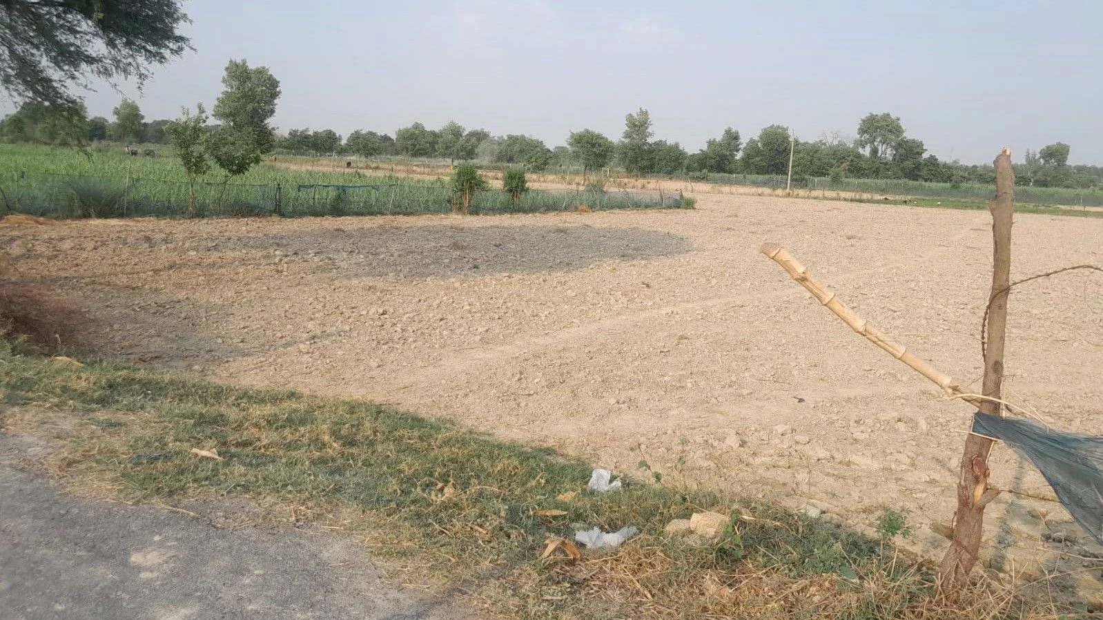 P65J+53 Baisingh, Uttar Pradesh, India