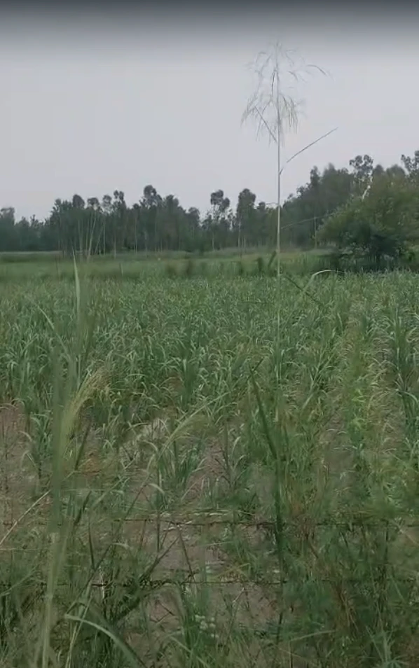 75GP+XRM, Kuliaka, Haryana 122103, India