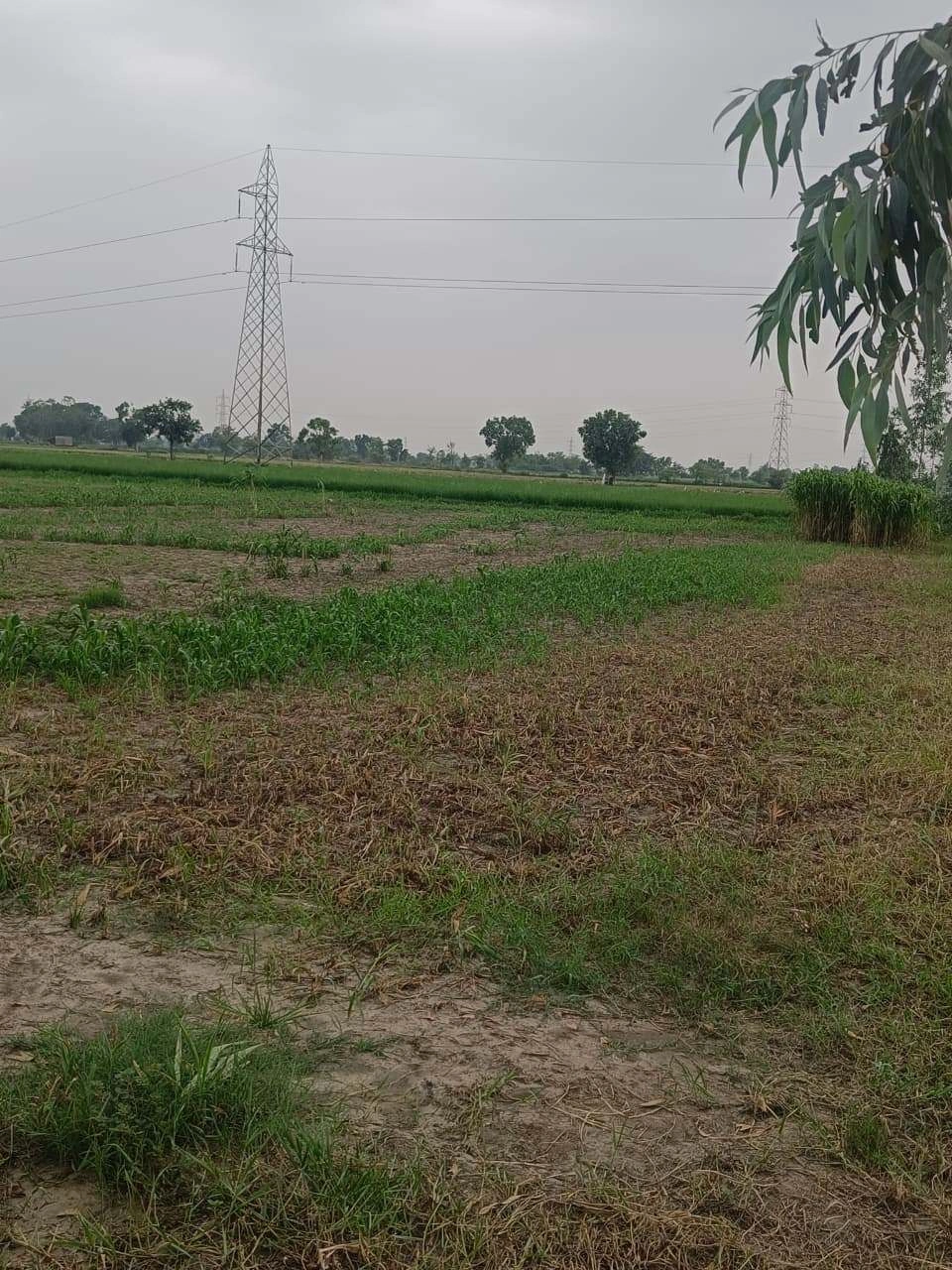 Bukharari, Mathura, Uttar Pradesh, India