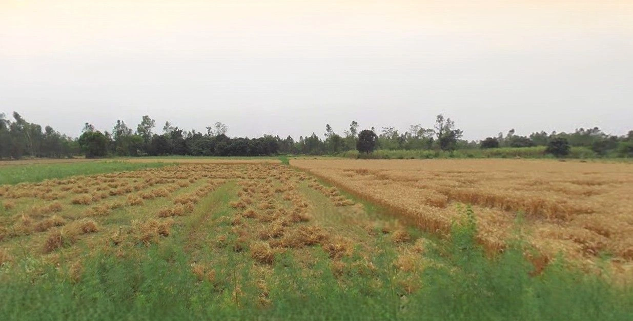 Suar, Uttar Pradesh 244924, India preview 2