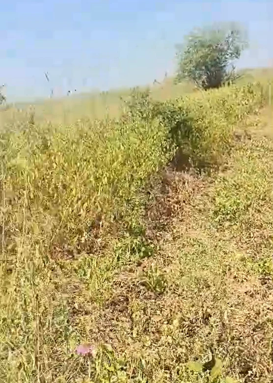 Dahigaon, Amravati, Maharashtra, India