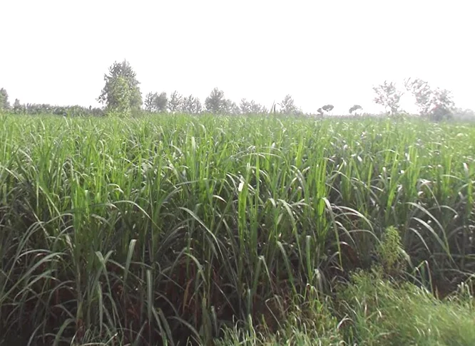 Badshahpur, Uttar Pradesh, India preview 3