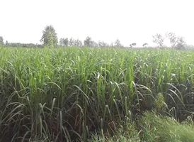 Badshahpur, Uttar Pradesh, India preview 3