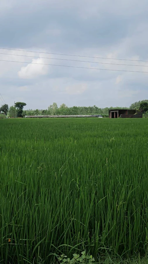 GANGOH ROD NIER GOGA MADHI MANAK MAU SAHARANPUR UTTER PRADESH 247001, Saharanpur, Bani Kheda, Uttar Pradesh 247232, India