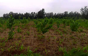 Salampur Gadda, Uttar Pradesh 247001, India preview 3