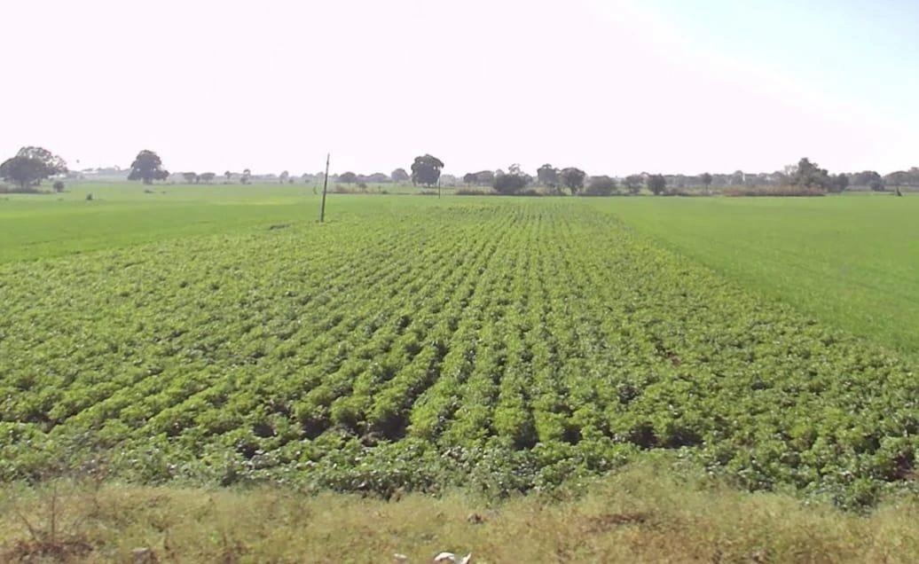 Indore, Madhya Pradesh, India