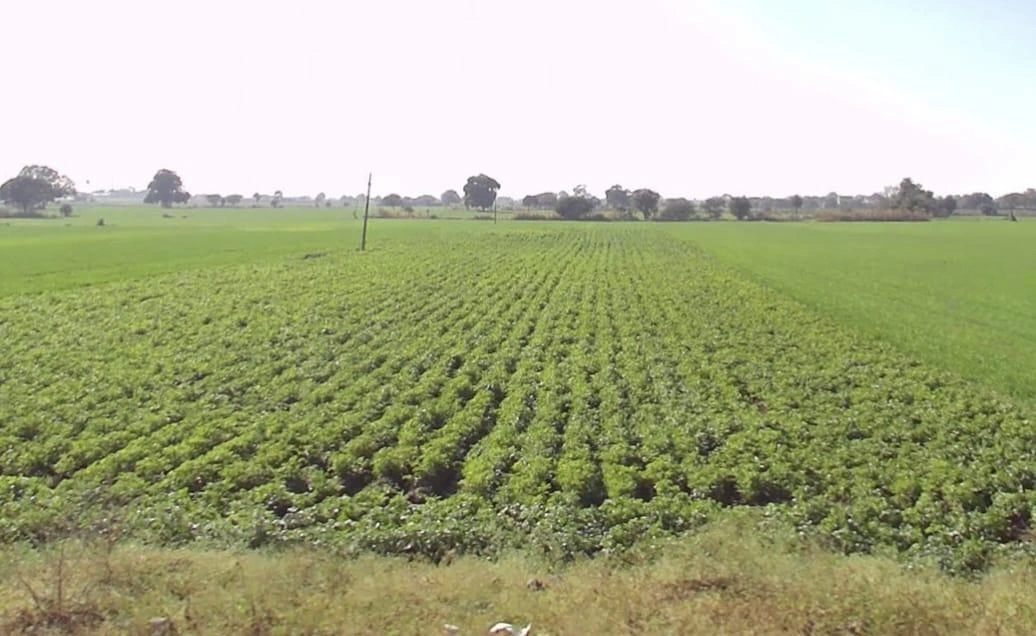 Indore, Madhya Pradesh, India