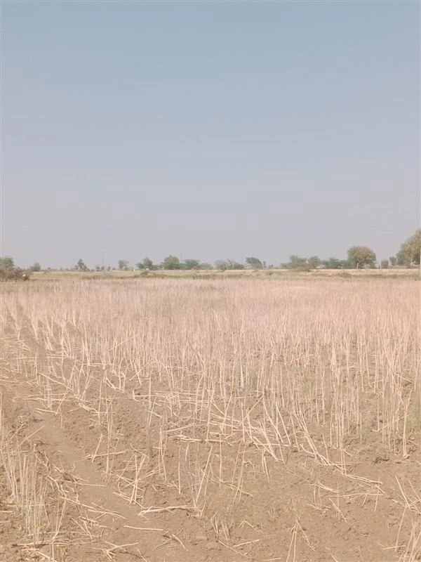 GGGQ+QQ Shri Ramganj, Rajasthan, India