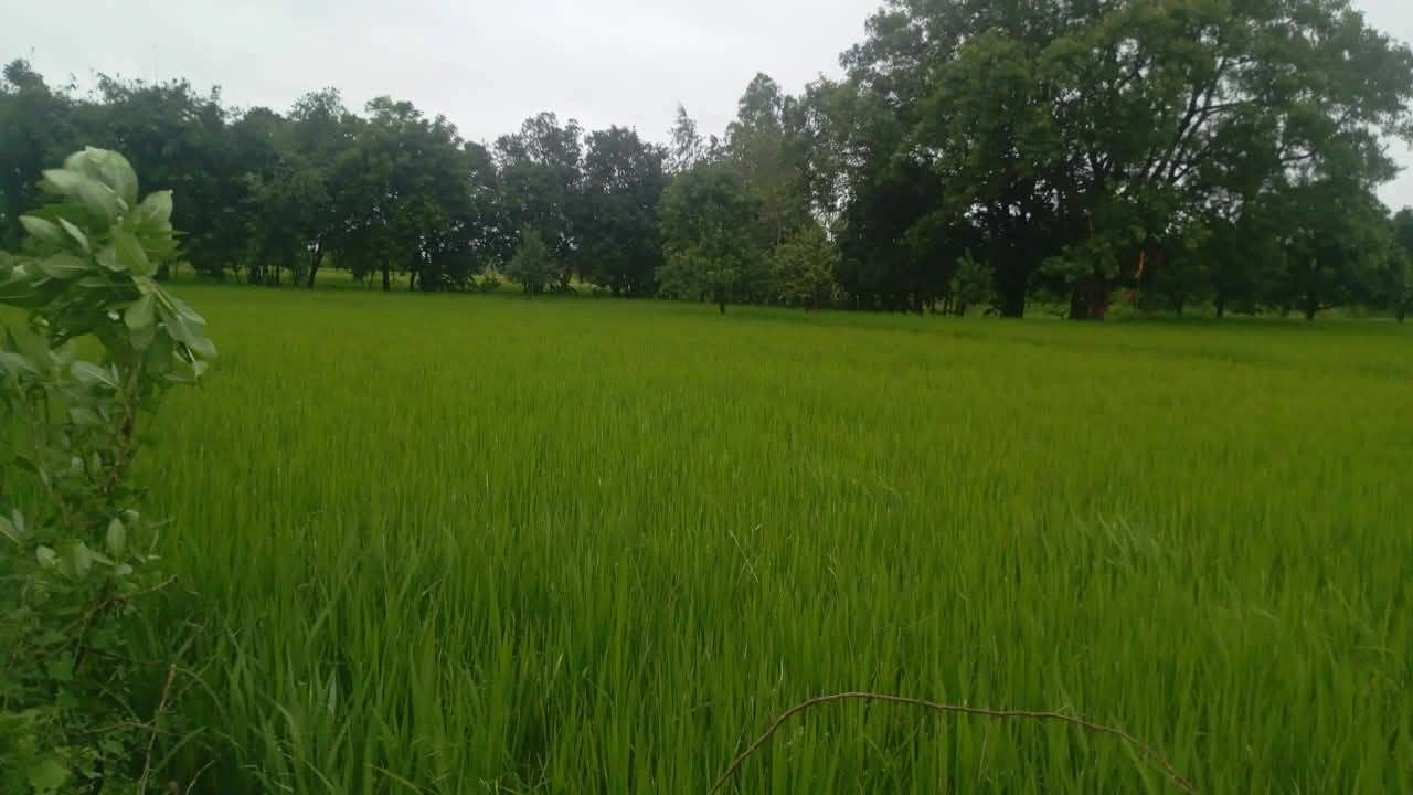2P98+HHH, Fatehpur, Sauran, Uttar Pradesh 212664, India