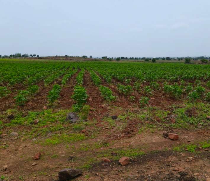 Dungariya, Raisen, Madhya Pradesh, India