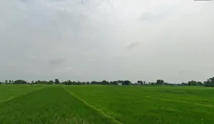 Makhdumpur, Bihar 804422, India preview 3