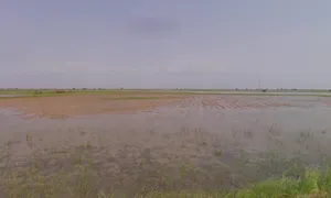 Zankhi, Gujarat 382455, India preview 3