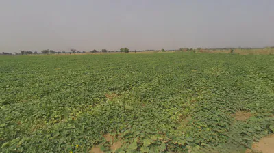 Bansur-Kotputli Rd, Kotputli, Rajasthan, India preview 2