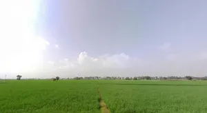 Garhi Bhalaur, Haryana, India preview 3
