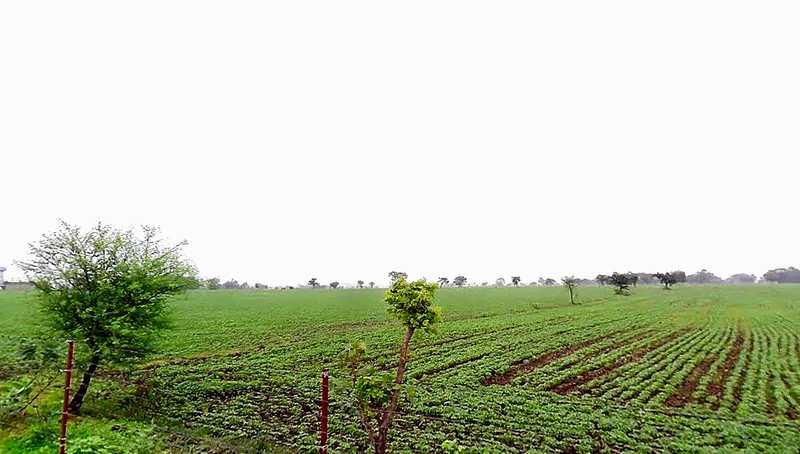 Nipaniya Jat, Madhya Pradesh, India preview 3