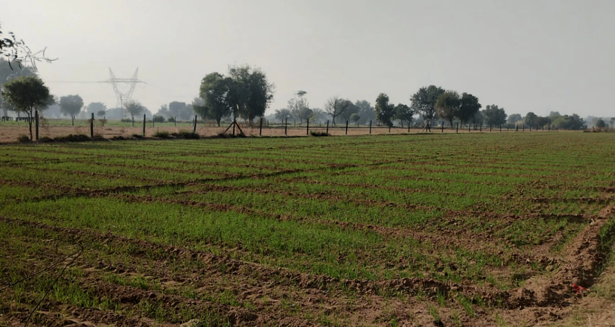 Rajpura, Punjab, India