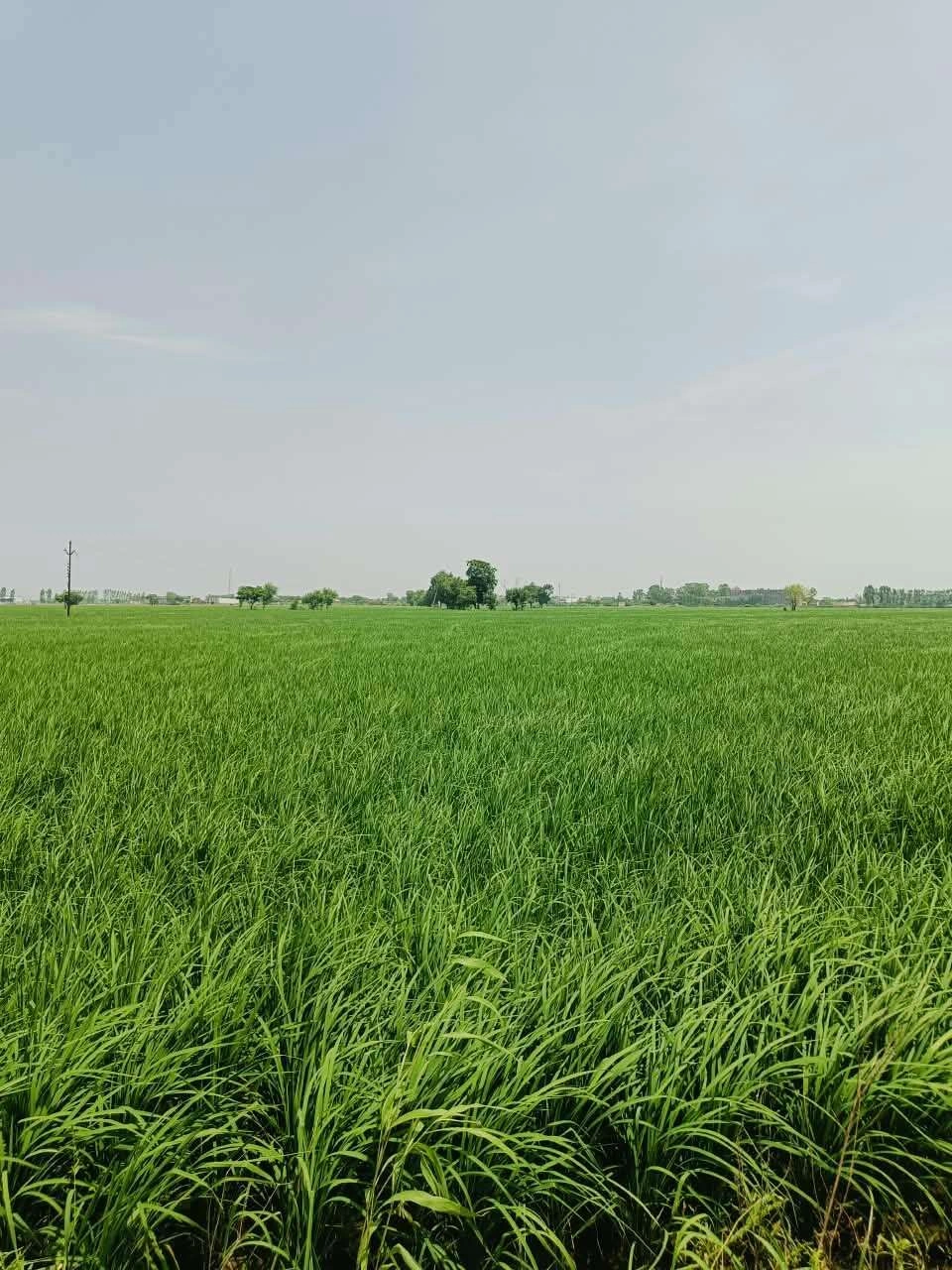 Bajna, Mathura, Uttar Pradesh 281201, India preview 3