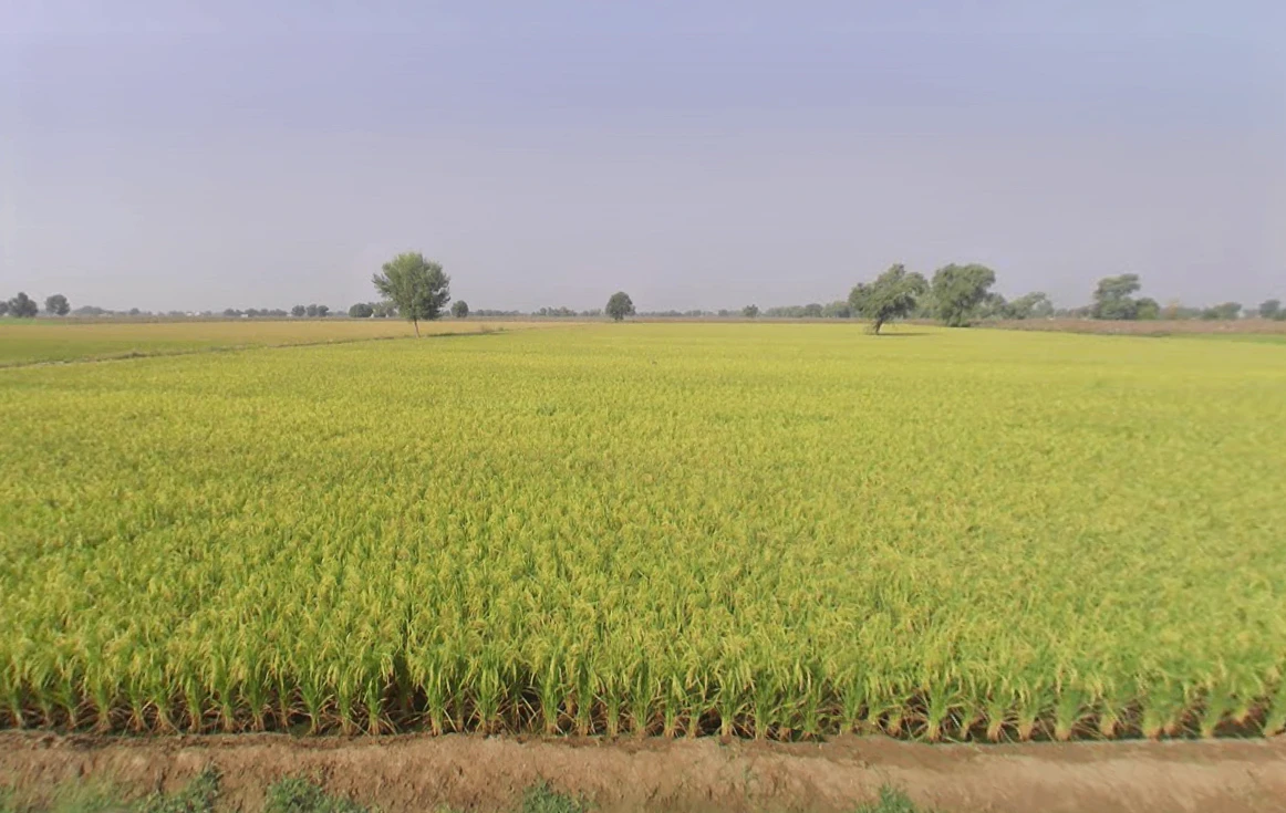 Bhagsar, Haryana, India