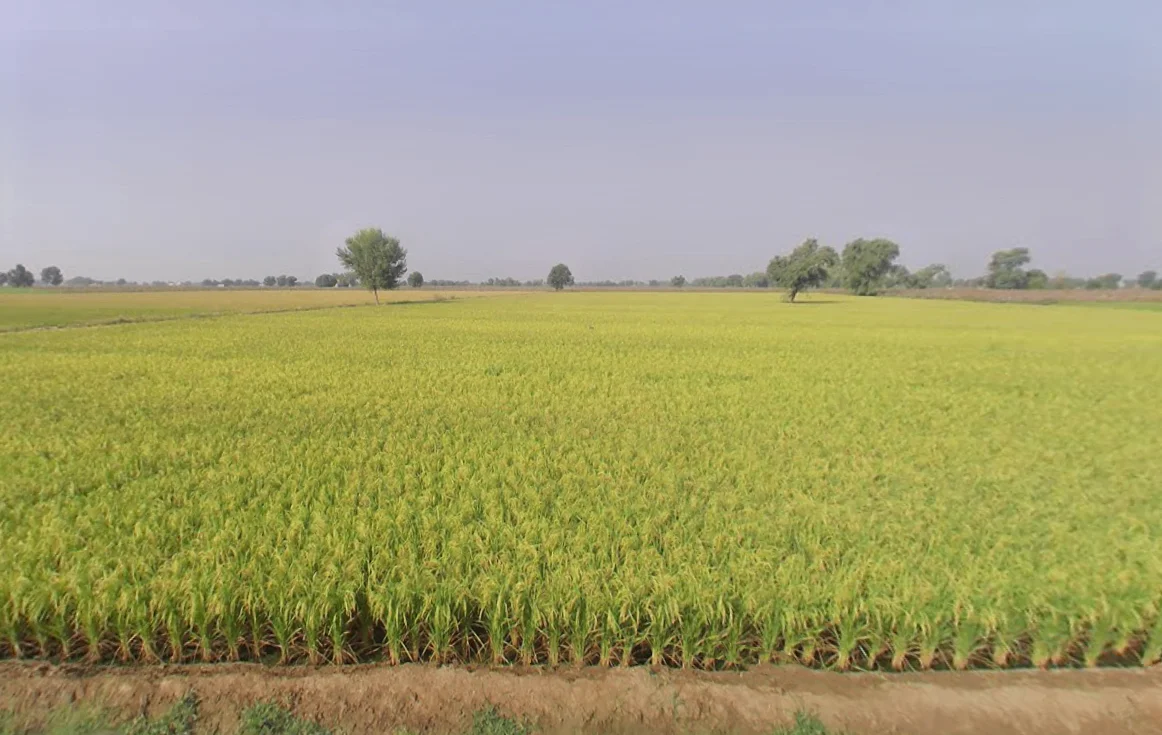 Bhagsar, Haryana, India preview 3