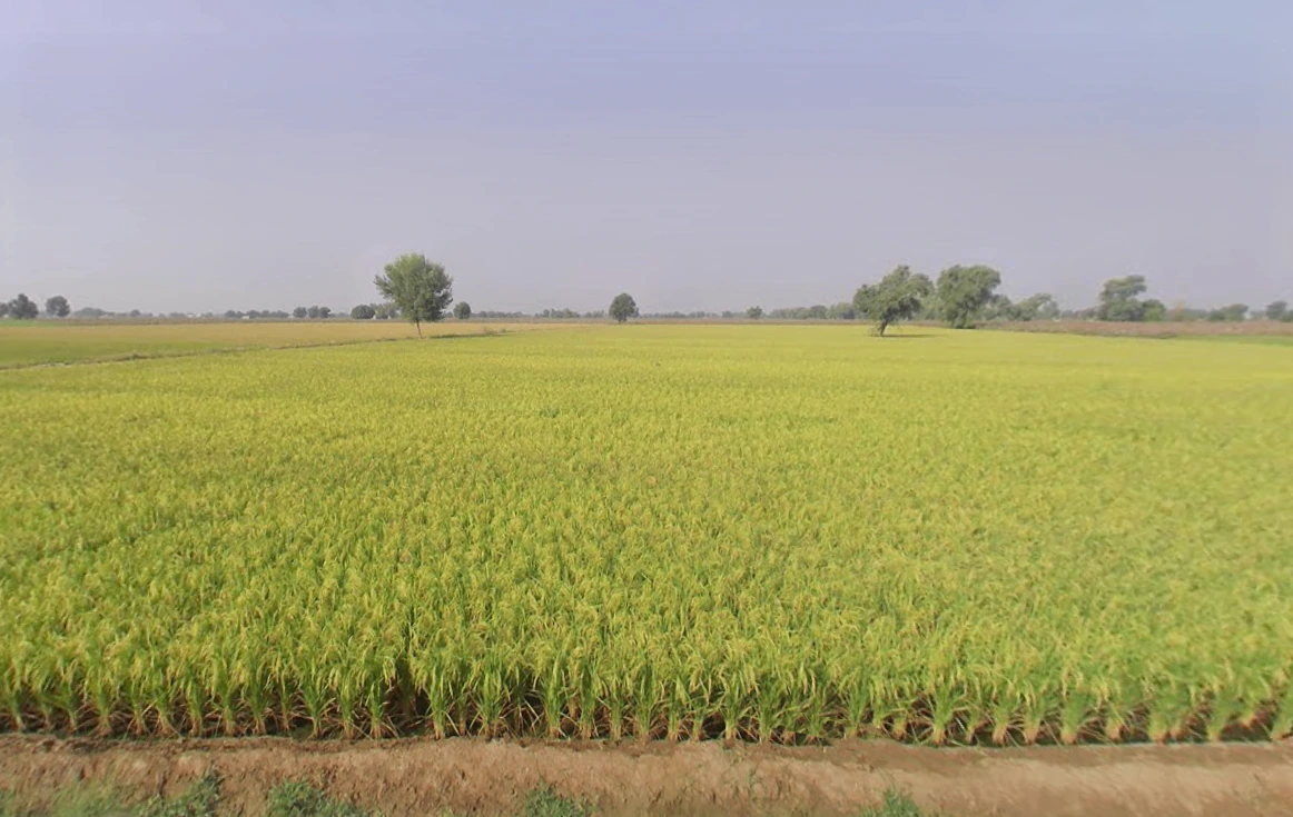 Bhagsar, Haryana, India