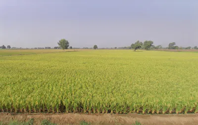 Bhagsar, Haryana, India preview 3