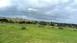 XMPF+QW Palasamudram, Andhra Pradesh, India preview 3