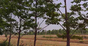 Khunti, Jharkhand 835210, India preview 3