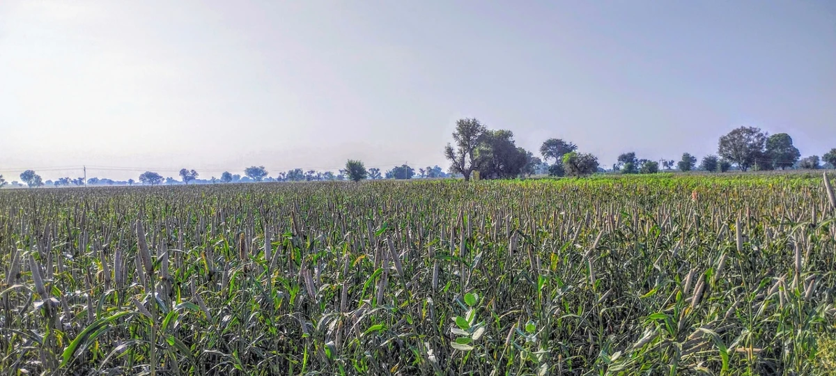 Dhand, Rajasthan 301021, India
