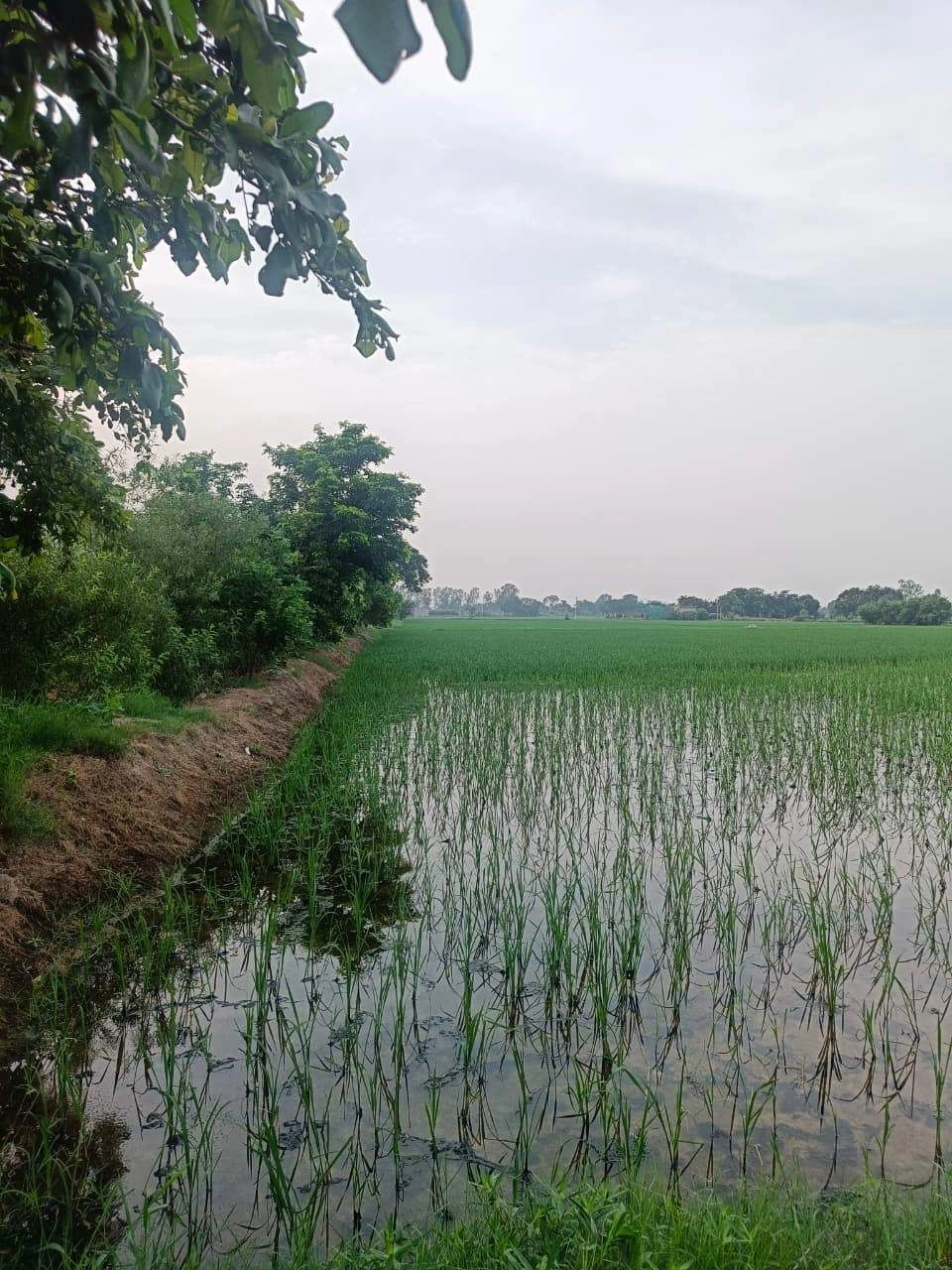 Javara, Mathura, Uttar Pradesh, India