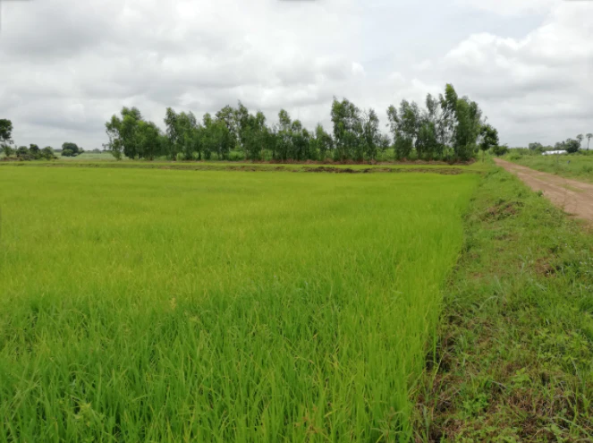 457W+GVM, Pandrawal, Uttar Pradesh 203397, India