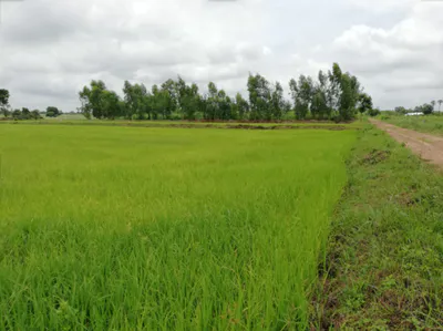 457W+GVM, Pandrawal, Uttar Pradesh 203397, India preview 2