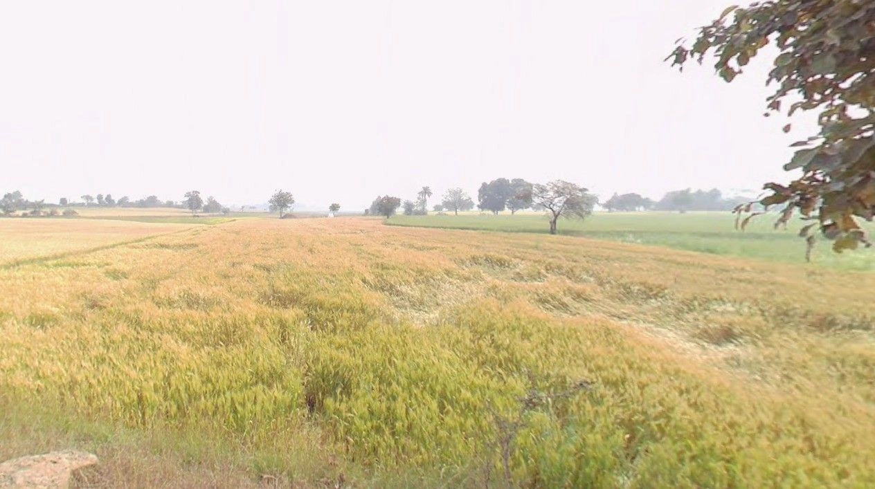 Manikhedi, Madhya Pradesh 462101, India preview 2