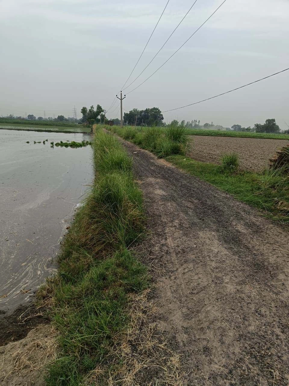 Adampur, Uttar Pradesh, India
