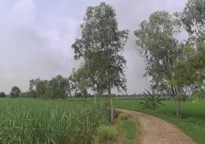Mirganj, Uttar Pradesh 243504, India preview 2