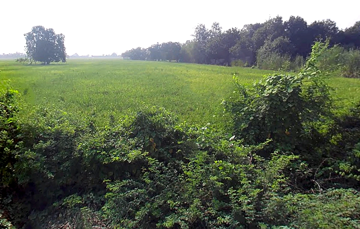 Ral, Uttar Pradesh, India