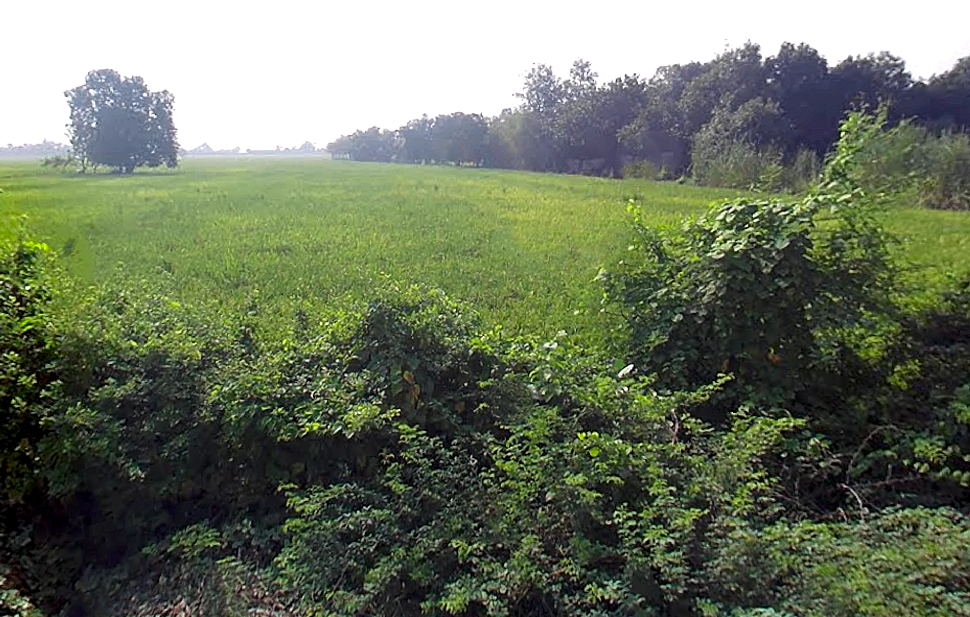 Ral, Uttar Pradesh, India