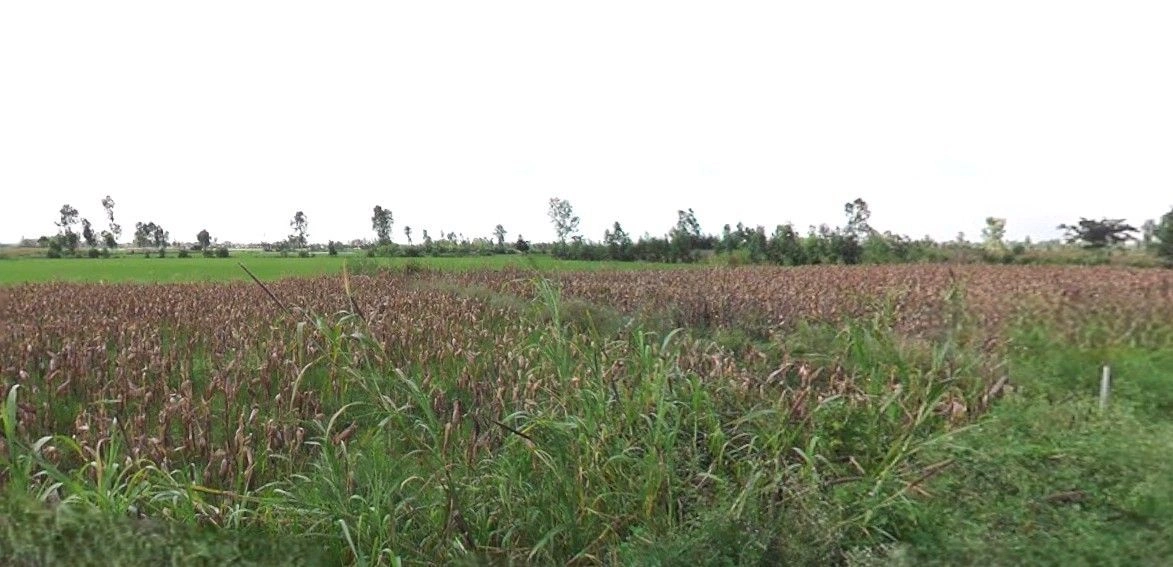 Rampur Maniharan, Uttar Pradesh 247451, India preview 3