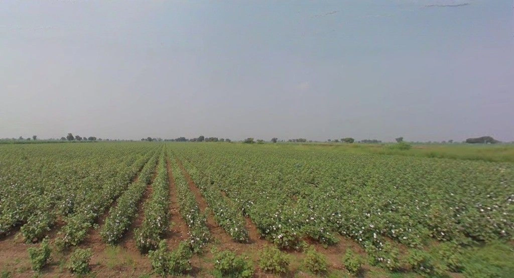 Patana, Gujarat, India