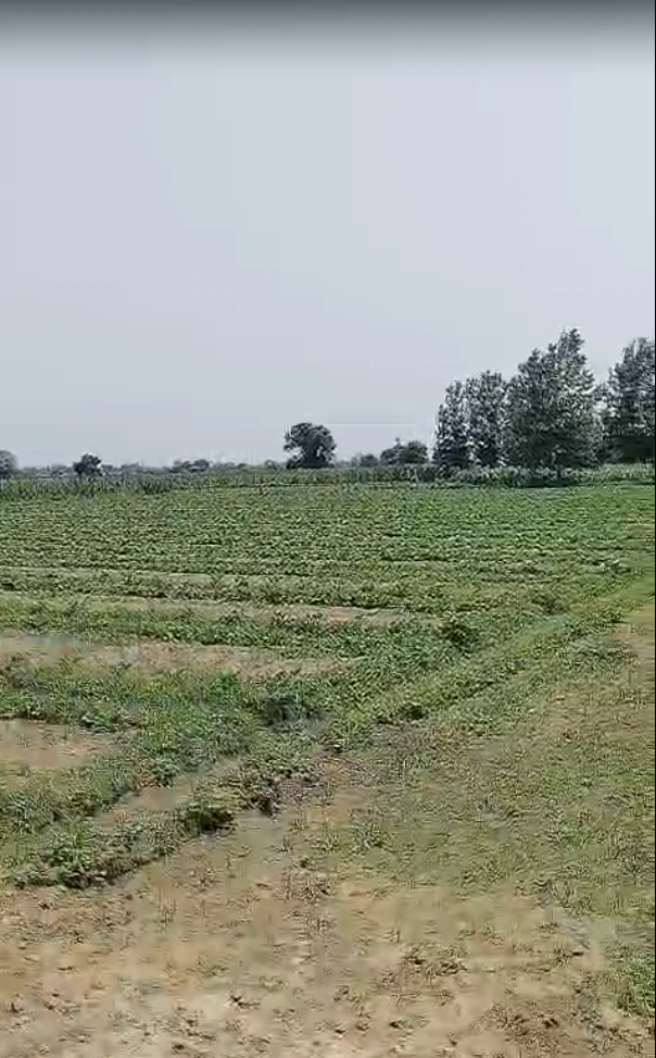 Madhapur Mozampur, Uttar Pradesh 245207, India