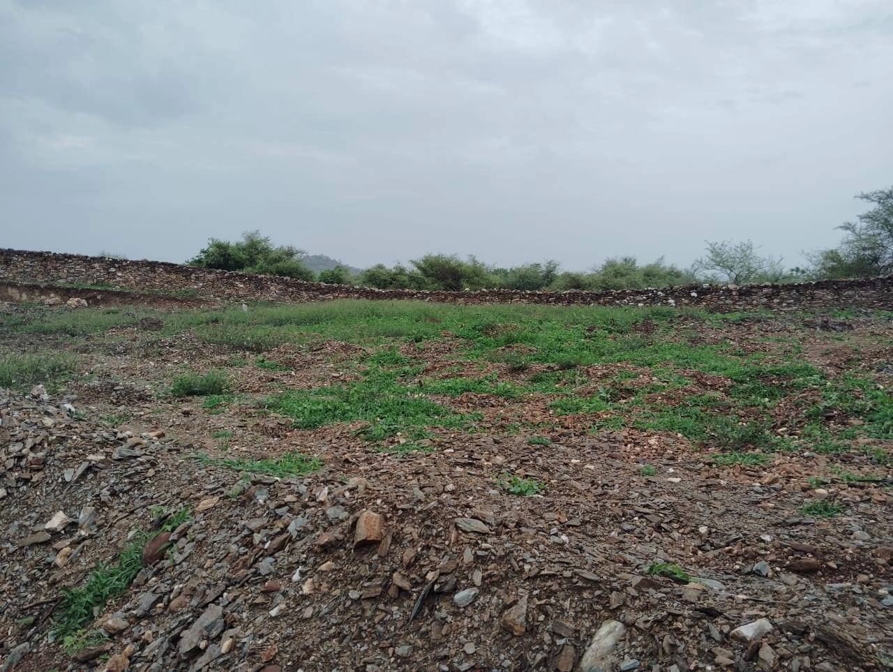 203, Junaguda, Delwara, Peepalwas, Rajasthan 313202, India