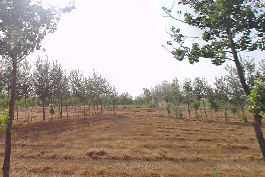 Mawana, Uttar Pradesh, India