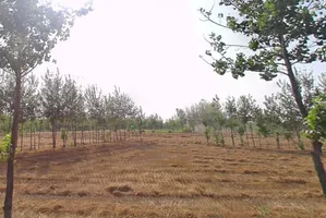 Mawana, Uttar Pradesh, India preview 3